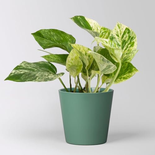 Efeutute 'Marble Queen' inkl. Topf Dallas seegrün, Topf-Ø 12 cm