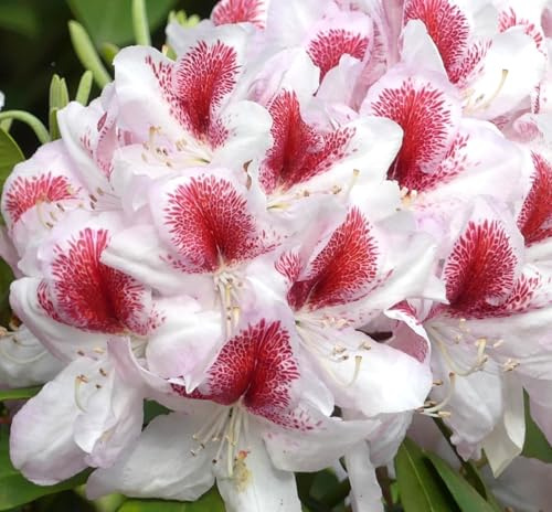 INKARHO großblumige Alpenrose Rhododendron Hybride Belami© 30-40 cm