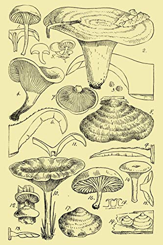 Notebook: Botanical Mushrooms Journal 100 Blank Lined Page Matte Soft Cover Notebook, College Ruled (6 x 9 inch) Blank Lined Mushrooms Design Cover Notebook