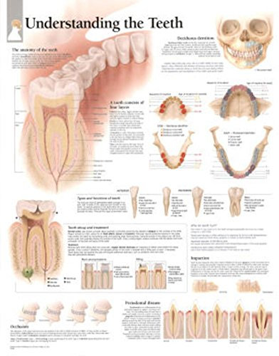 Understandingthe Teeth