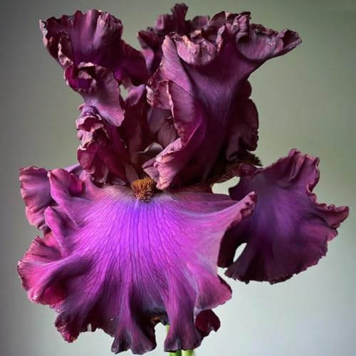 Iris Zwiebeln Iris zwiebeln Iris blumen Iris blumenzwiebeln Iris zwiebeln winterhart mehrjährig