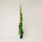 Plantì Hedera Algeriensis | Edera Rampicante da Esterno in Vaso 19 cm, Altezza 150 cm | Piante da Giardino, Rampicanti per Muro, Concimazione 6 Mesi con Plantì