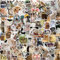 Funny Influencer Meme Cat Stickers Pack 100 Pcs CAT Sticker Waterproof Cool Graffiti Vinyl Decals for Laptop Water Bottle Skateboard Phone Calendar Planner Luggage,Vinyl Stickers for Cat Mom
