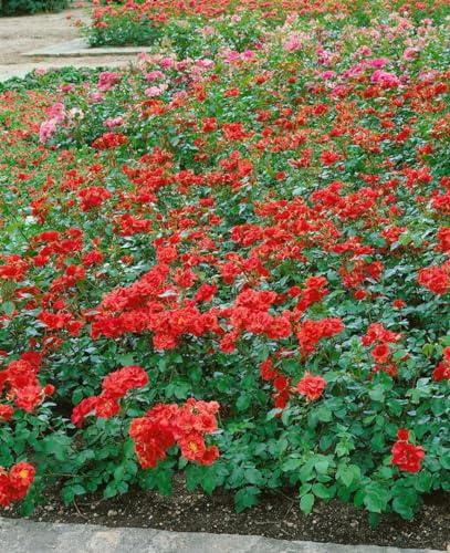 Beetrose 'La Sevillana' im Topf Rosa Hecke winterhart