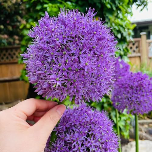 550 pcs Zierlauch Zwiebeln Winterhart MehrjäHrig FrüHblüHer Zwiebeln Winterharte Stauden DauerblüHer Allium Riesenlauch Samen Kletterpflanzen Winterhart Schnellwachsend Perennial Geschenke