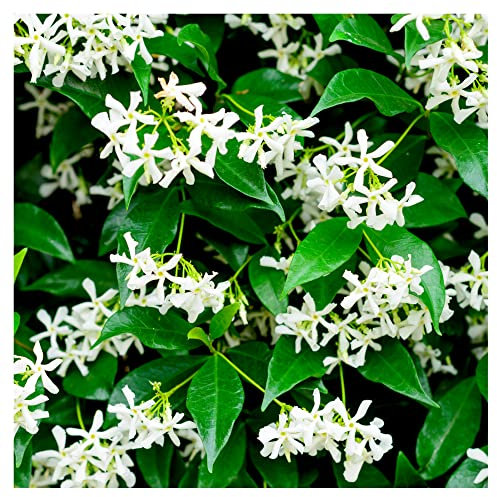 Trachelospermum Jasminoides/Star Jasmine in 2L Pot, Pure White Fragrant Flowers 3fatpigs®
