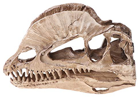 KERDEJAR Dilophosaurus Dinosaurier Schädel Harz Handwerk Fossil Skelett Unterricht Modell Halloween Home Office Dekoration