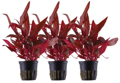 AquaOne Aquarium Pflanze 3 Stück Alternanthera reineckii 'Rosanervig' I Wasserpflanze Aquariumpflanze Stängelpflanze voll durchwurzelt einfach pflegeleicht Aquascaping Dekoration