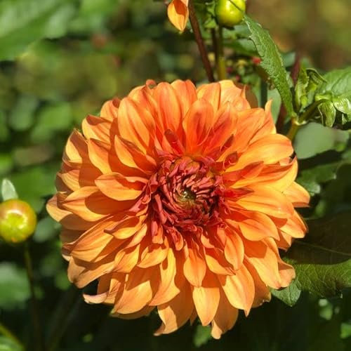 3 x Orange Dahlia Hercules (Dinner-Plate) Tuber to Plant (Free UK Postage)
