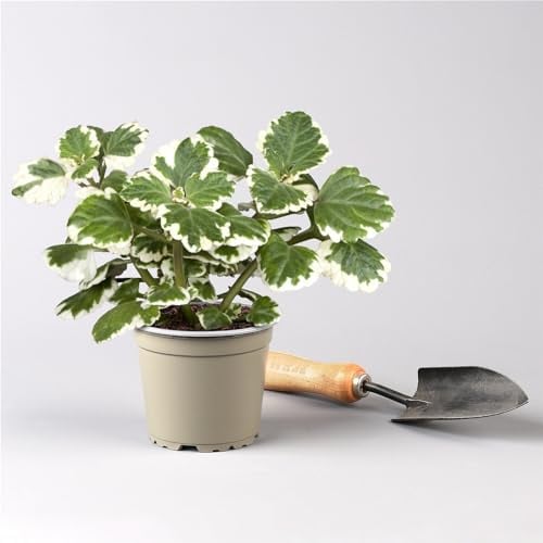 Plectranthus 'Variegata' grün-weiß, Topf -Ø 12 cm, 6er-Set