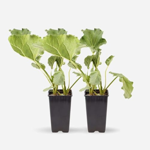 Rheum Rhabarbarum - Rhabarber | 2 Stück - 50-60cm - Ø15cm - Multideal