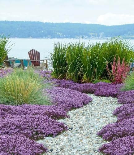BALDUR Garten 6x Scharlachroter Feld-Thymian, Pflanzen im 9x9 cm-Topf | Thymus coccineus, winterharte Staude, Bodendecker, trockenresistent, mehrjährig, blühend, Blütenteppich, duftend, Blickfang