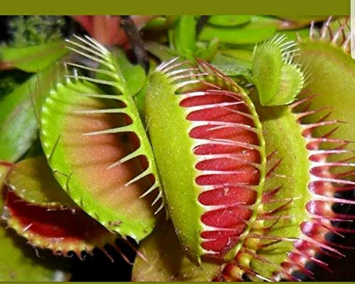 10 Stück Blaue exotische fressende Pflanze Samen Sukkulenten muscipula Bonsai Seed Venusfliegenfalle Fleisch fressende Anlagen leicht wachsen