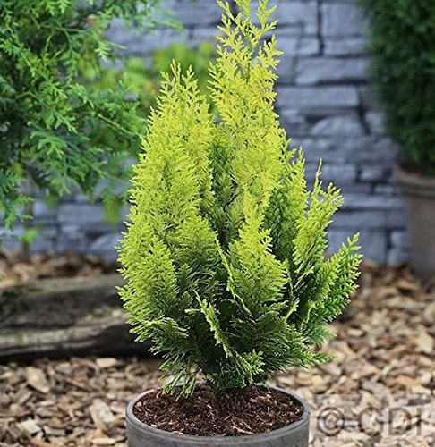 Scheinzypresse Gelbe Ivonne 30-40cm - Chamaecyparis lawsoniana