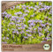 Samenliebe BIO Phacelia Samen Blumensamen Beehappy 3000 Samen Blumen Samen Garten Phacelia Saatgut samenfeste einjährig Pflanzen für Garten und Freiland