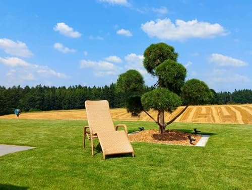 Rattania Relaxliege Kippliege Saunaliege Toskana Natur