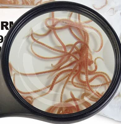 Lebendfutter von SAHAWA Sorte: Glanzwürmer 10x 45 ml Fischfutter