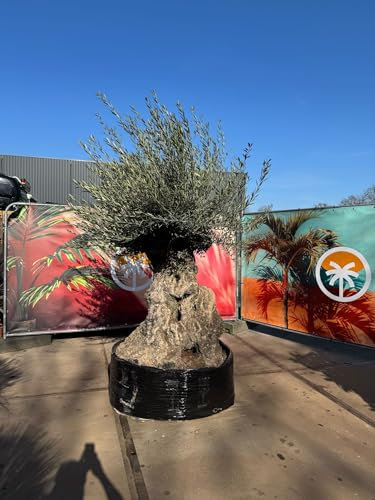 Sunny Tree - Ulivo - Olea Europaea - Olea Europaea - Albero d'olivo resistente - Bonsai 250 cm - 275 anni - Fruttazione