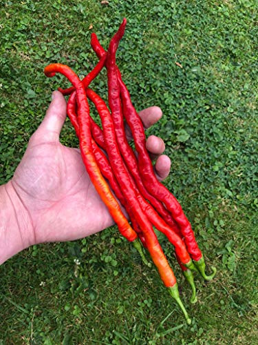 XXL - Longhorn Chili 10 Samen -SEHR HOHER ERTRAG-
