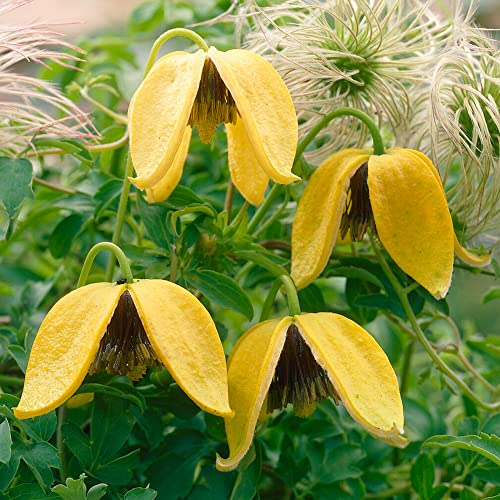 GardenersDream Clematis Tangutica - Gelbe Kletterpflanzen Winterhart - Clematis Winterhart Mehrjährig Pflanze - Balkon Pflanzen Glockenblütig