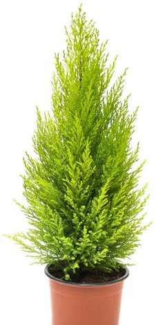 150 pz semi di cipresso Piante perenni resistenti Le piante di cipresso sono resistenti, semi da giardino decorazione soggiorno moderno piante in vaso resistenti semi di alberi bonsai