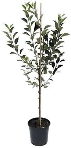 Weißer Klarapfel Sommerapfel Roggenapfel Apfelbaum Buschbaum 110-140 cm 9,5 Liter Topf MM111