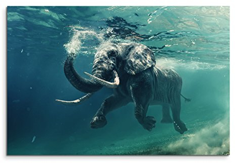 Sinus Art Wandbild 120x80cm Tierfotografie – Schwimmender Elefant unter Wasser
