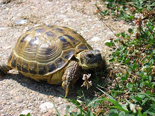 Semi Miscela 3200x latifoglie Tortoise foraggeri (Hermanns Testudo)