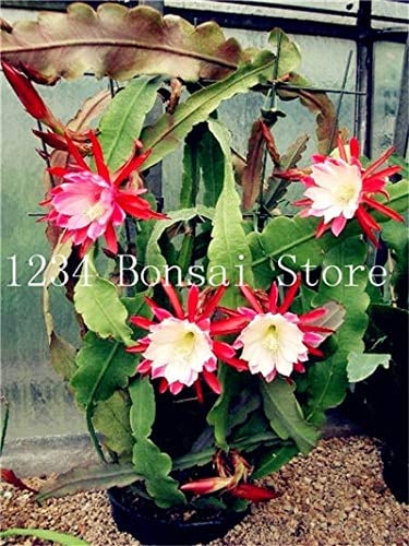 Pinkdose 100 Stück Seltene Kakteen Blume Pflanzen Japanische Epiphyllum Sukkulenten Pflanze Blume Sementes Bonsai Pflanzen Zimmerpflanzen Blumen Topf: 15