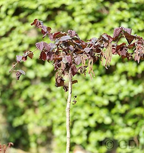 Hochstamm Rotblättrige Korkenzieher Hasel 80-100cm - Corylus avellana