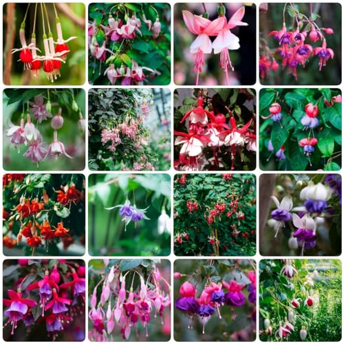 20 pcs fuchsien pflanzen im topf samen - kleines geschenk für frauen winterharte stauden mehrjährig Fuchsiensamen balkonpflanzen winterhart sommerblumen samen zimmerpflanzen