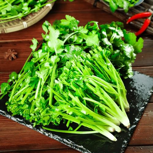 50 pcs koriandersamen gartenpflanzen winterhart mehrjährig coriander seeds winterharte pflanzen saatgut kräutergarten geschenk geschenke für gartenliebhaber blumen garten salat samen