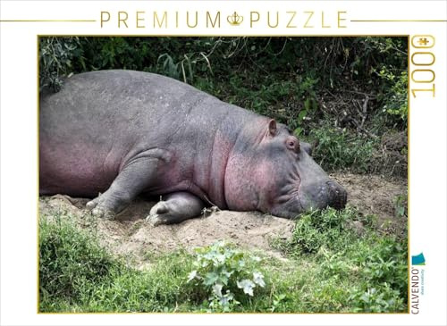 CALVENDO Puzzle Flusspferde – Mittagsruhe | 1000 Teile Lege-Größe 64 x 48 cm Foto-Puzzle für glückliche Stunden