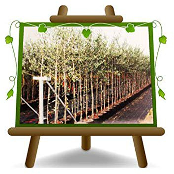 Olivier arbre olives Maurino - Plante fruitière arbre max 160 cm - 3 ans