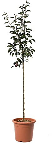 KENTIS - Pianta di Pero William Rosso - Pyrus Communis - Piante Vere da Esterno - Piante da Frutto - Vaso da Coltura Ø 28 cm