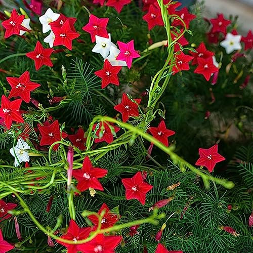 PERZOE 100/200 Pcs Cyprès Graines De Vigne Escalade, Plante Fleur Jardin Bonsaï Décor À La Maison Graines de Vigne de cyprès 100pcs