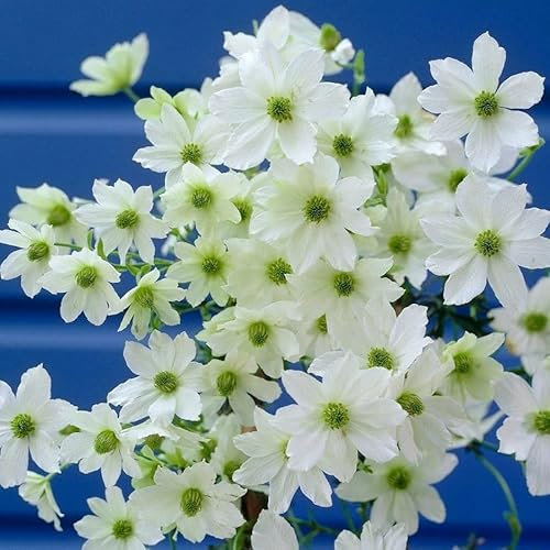 Plant Theory 60cm Cane Clematis Early Sensation White Flowering Vine Climbing Plant 3L Pot
