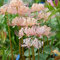 Bulbi di giglio ragno - piante decorative Lycoris Radiata piante in vaso, bulbi di giglio ragno aiuole rialzate per giardino resistenti per balconi resistenti il giardino fiori da 15pcs