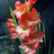 Gladioli bulbi,piante erbacee perenni,bulbi di fiori colorati,Resistenti,Pianta di gladiolo,Giardino del gladiolo in vaso,gladioli fiori,bulbi di gladioli(Non artificiali)-3bulbi-F