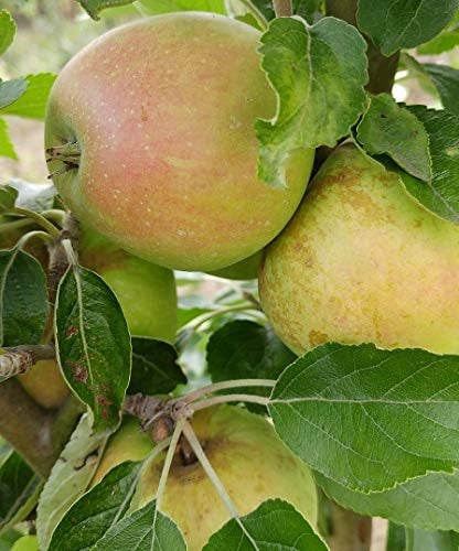 Apfelbaum `Finkenwerder Herbstprinz´, Halbstamm, 160-190cm im 10L-Topf