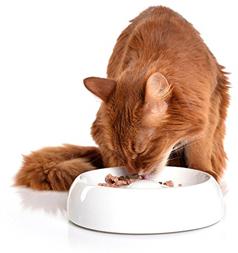 Lucky-Kitty Katzennapf Keramik M I Spülmaschinenfester Futternapf für Katzen I Spezielle Innenfläche erleichtert das Fressen I Keramik Napf für Katzen, alle Rassen & Alter I Katzennapf weiß, ø 18cm