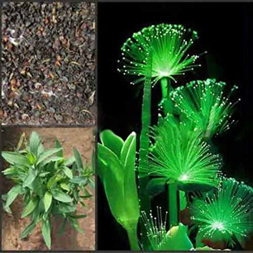 PandaBiu1618 100 PCS Emerald Semillas fluorescente flor/luz de la noche Plantas Emitiendo