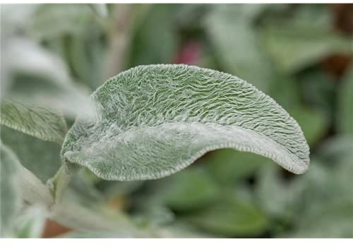 Stachys byzantina - Byzantinischer Woll-Ziest - 9cm Topf