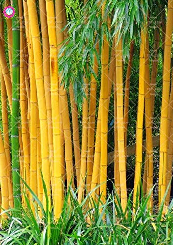 Shopmeeko 20 STÜCKE Bambus pflanze Frische riesigen schwarzen moso bambus bambu pflanze Bambusa Lako baum pflanze mehrjährige pflanze für hausgarten: 3