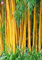 Shopmeeko 20 STÃœCKE Bambus pflanze Frische riesigen schwarzen moso bambus bambu pflanze Bambusa Lako baum pflanze mehrjährige pflanze für hausgarten: 3