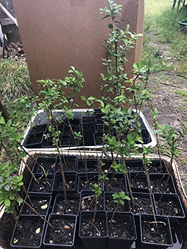 5 Piante 30,5 cm + immergrüne Ligusterhecke Cinese Radici Delle Piante Piantine Zone 4-9 Bare