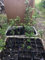5 Piante 30,5 cm + immergrüne Ligusterhecke Cinese Radici Delle Piante Piantine Zone 4-9 Bare