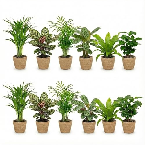 Vdvelde․com - Zimmerpflanzen Set 12 Stück tierfreundlich, Seegras Körbe