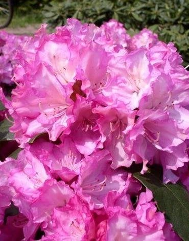 Yakushima Alpenrose Rhododendron yakushimanum Blurettia 30-40 cm hoch im 5 Liter Pflanzcontainer