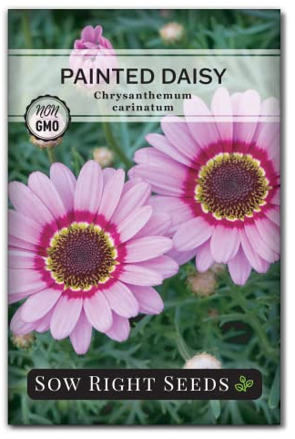 Sow Right Seeds - Painted Daisy Seed for Planting Perennial Wildflowers